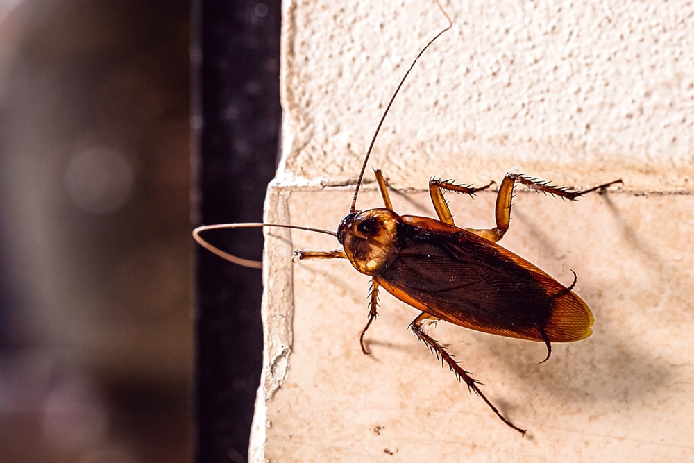 Utilisation d'insecticides à faible toxicité pour une désinsectisation sécuritaire à Grenoble.