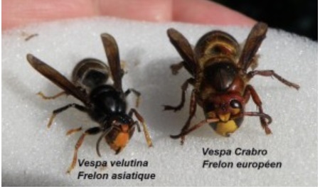 Comparaison entre frelon asiatique et frelon européen pour identifier facilement ces espèces.