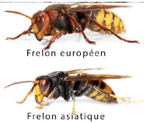 Comparaison entre un frelon asiatique et un frelon européen, montrant les différences de taille et de couleur.