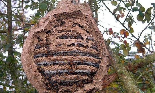 nid de frelons asiatiques suspendu sur un arbre, dangereux pour la faune locale et l'homme