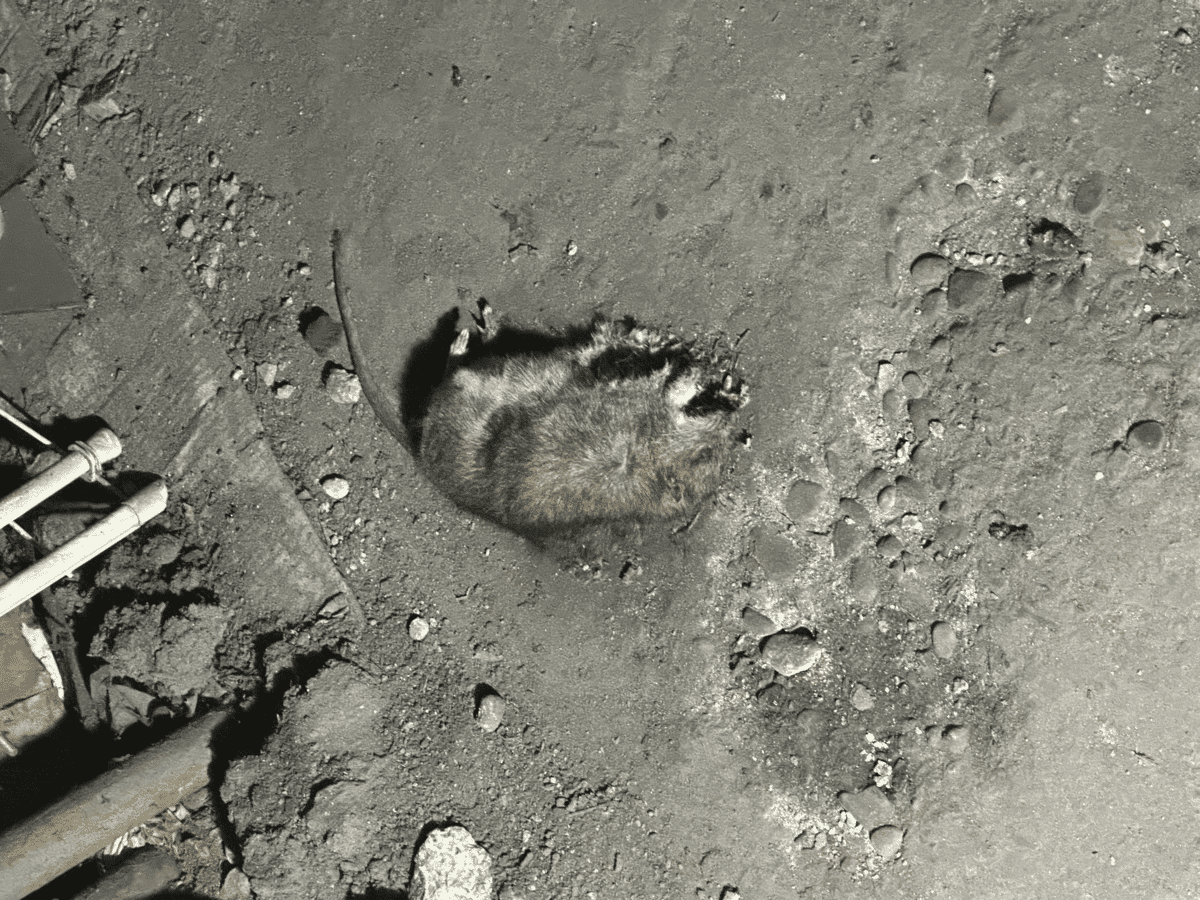 Dératisation  et désinsectisation à Échirolles.